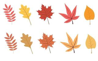 conjunto de coloridas hojas de otoño. ilustración vectorial aislado sobre fondo blanco vector