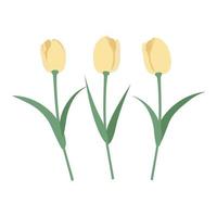 Vector set isolated yellow tulips. Tulips in a flat style. Vector elements isolated on white background