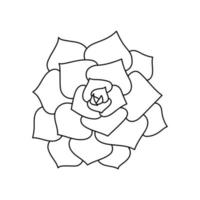 Succulent echeveria in doodle style, vector illustration. Desert flower hand drawn for print and design. Isolated element on a white background. Home plant outline, side view