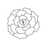 Succulent echeveria in doodle style, vector illustration. Desert flower hand drawn for print and design. Isolated element on a white background. Home plant outline, side view