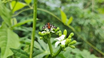 Weiße Blumen bewegen sich langsam im Wind video