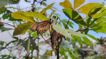 rhopalocera of vlinders zijn reproduceren Aan een blad. in bestellen naar dragen uit nakomelingen video