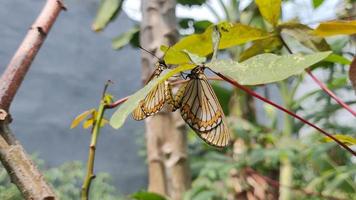 rhopalocera eller fjärilar är reproducera på en blad. i beställa till bära ut avkomma video