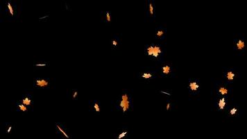 folhas coloridas de outono caindo com canal alfa, fundo transparente. video