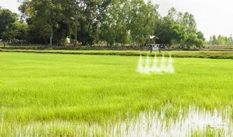 los drones agrícolas vuelan para rociar fertilizantes en los campos de arroz. foto