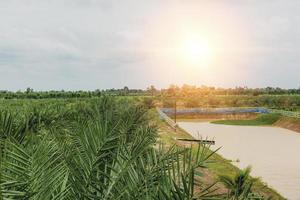 palm plantation in Thailand, concept of tourism agriculture. photo