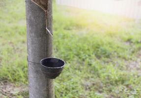 natural rubber latex trapped from rubber trees, causing latex from natural rubber sources to flow through the bowl. photo