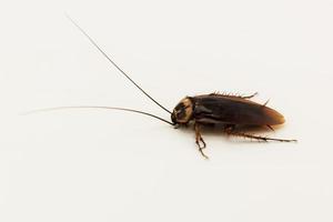 Top view cockroach walking on a white background. photo