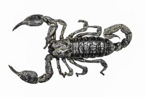 Scorpion isolated on white background top view , mud scorpion photo