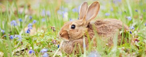 A small fluffy red rabbit on a spring blooming forest fire close-up, a concept for the spring holidays of Easter. photo