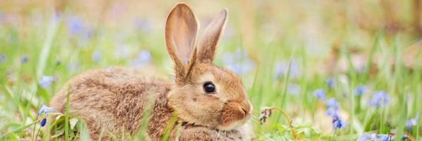 A small fluffy red rabbit on a spring blooming forest fire close-up, a concept for the spring holidays of Easter. photo