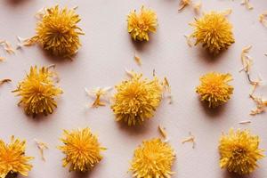 yellow dandelion flowers on a pastel pink background photo