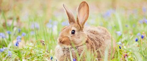 A small fluffy red rabbit on a spring blooming forest fire close-up, a concept for the spring holidays of Easter. photo