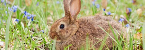 A small fluffy red rabbit on a spring blooming forest fire close-up, a concept for the spring holidays of Easter. photo