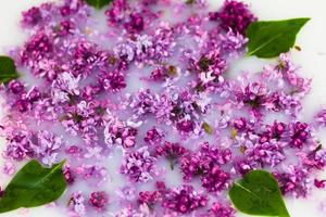 delicate petals of lilac in milk close-up. photo