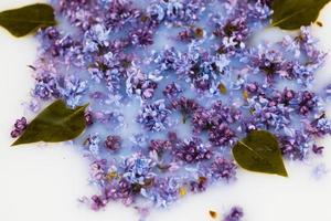 delicate petals of lilac in milk close-up. photo
