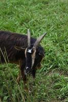 cabra con cuernos largos en un campo de hierba foto