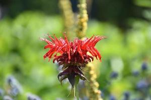 Gorgeous Red Bee Balm Flowering and Blooming in the Spring photo