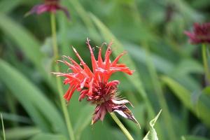 Bright Red Blooming Monarda Flower Attracting Bees photo