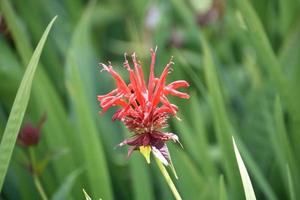 Flowering Red Bee Balm Blossom in the Spring photo