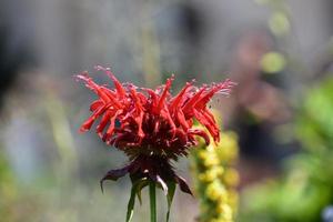 Gorgeous Red Monarda Flower in Bloom in Spring photo