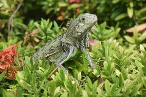 American Iguana with a Flowering Red Bush photo