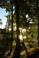 Sun Shining Through the Forest and Wooded Trail photo