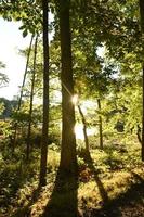 Sun Shining Through the Trees Along a River photo