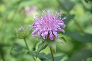 Stunning Up Close Look at Purple Blooming Bee Balm photo