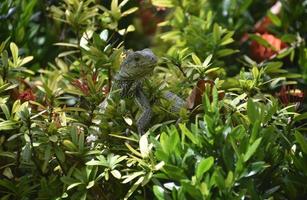 arbusto floreciente con una iguana en él foto