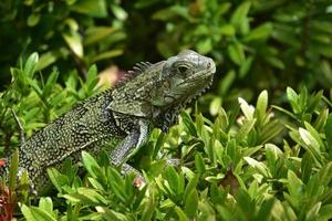 Fantastic Scaled Patterned Iguana in a Bush photo