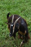 adorable cabra en un campo de hierba con cuernos foto
