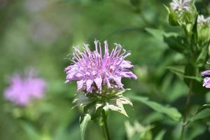 Garden with Light Purple Blooming Bee Balm photo