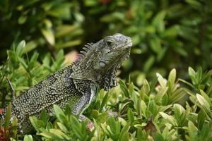 excelente lagarto iguana estampado en un arbusto foto