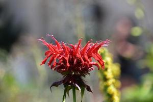 Close Up of a Red Flowering Bee Balm photo