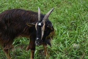 Sweet Faced Goat in a Barn Yard in Plymouth photo