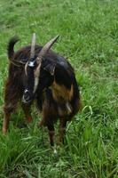 precioso macho cabrío con sedoso pelaje negro y marrón foto