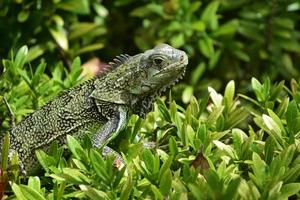 Iguana Crouching in the Top of a Green Bush photo