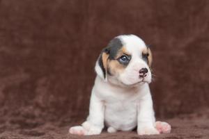 Los beagles tienen excelentes narices. Los beagles se utilizan en una variedad de procedimientos de investigación. Los beagles tienen excelentes narices. la foto del perro tiene espacio para copiar.