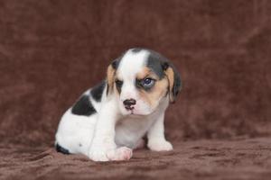 Los beagles tienen excelentes narices. Los beagles se utilizan en una variedad de procedimientos de investigación. Los beagles tienen excelentes narices. la foto del perro tiene espacio para copiar.