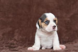 Los beagles tienen excelentes narices. Los beagles se utilizan en una variedad de procedimientos de investigación. Los beagles tienen excelentes narices. la foto del perro tiene espacio para copiar.