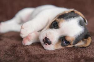 Los beagles tienen excelentes narices. Los beagles se utilizan en una variedad de procedimientos de investigación. Los beagles tienen excelentes narices. la foto del perro tiene espacio para copiar.