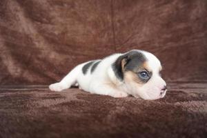 The general appearance of the beagle resembles a miniature Foxhound. Beagles have excellent noses. Beagles are used in a range of research procedures. Beagles have excellent noses. photo