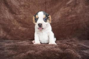 The general appearance of the beagle resembles a miniature Foxhound. Beagles have excellent noses. Beagles are used in a range of research procedures. Beagles have excellent noses. photo
