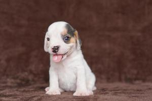 Los beagles tienen excelentes narices. Los beagles se utilizan en una variedad de procedimientos de investigación. Los beagles tienen excelentes narices. la foto del perro tiene espacio para copiar.