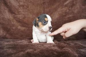 The general appearance of the beagle resembles a miniature Foxhound. Beagles have excellent noses. Beagles are used in a range of research procedures. Beagles have excellent noses. photo