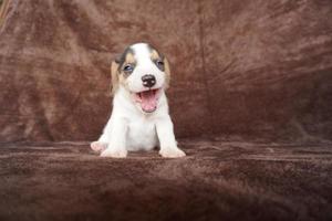 The general appearance of the beagle resembles a miniature Foxhound. Beagles have excellent noses. Beagles are used in a range of research procedures. Beagles have excellent noses. photo