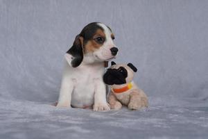 Los beagles tienen excelentes narices. Los beagles se utilizan en una variedad de procedimientos de investigación. Los beagles tienen excelentes narices. la foto del perro tiene espacio para copiar.