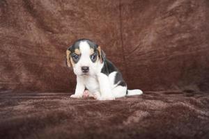 The general appearance of the beagle resembles a miniature Foxhound. Beagles have excellent noses. Beagles are used in a range of research procedures. Beagles have excellent noses. photo