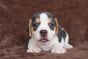 Los beagles tienen excelentes narices. Los beagles se utilizan en una variedad de procedimientos de investigación. Los beagles tienen excelentes narices. la foto del perro tiene espacio para copiar.